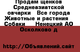 Продам щенков Среднеазиатской овчарки - Все города Животные и растения » Собаки   . Ненецкий АО,Осколково д.